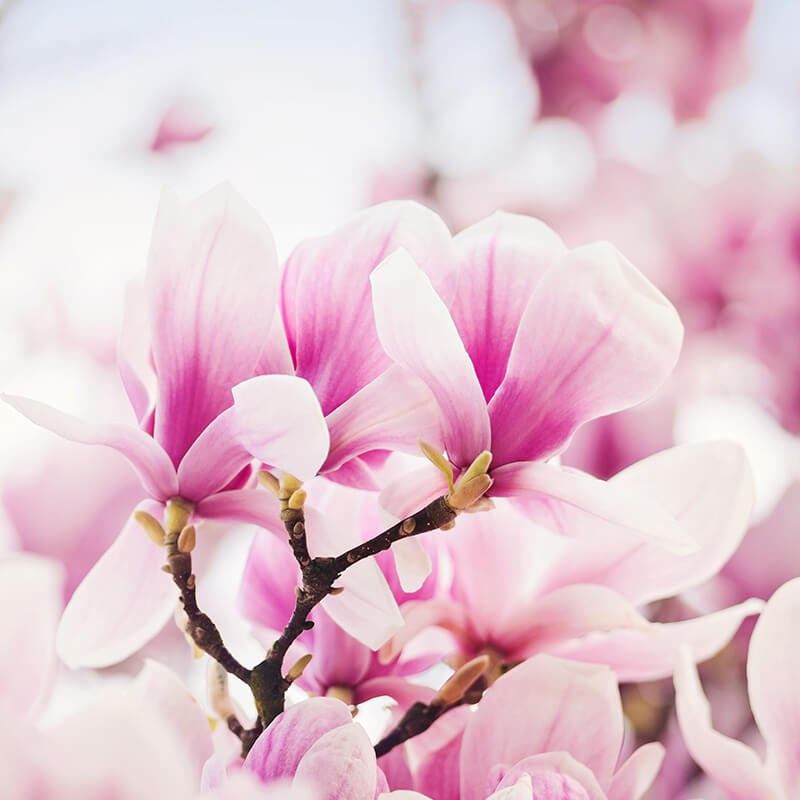 magnolia rozsaszin impresszum
